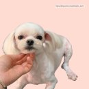 토브네 펫살롱 이미지