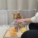 댕동댕 유치원 이미지