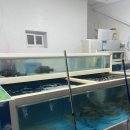 하영횟집 | 제주 서귀포 코스 횟집 [하영횟집] 제주도 현지인 추천 맛집 돔, 고등어회, 산낙지, 광어 등등
