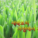 새싹보리 기르기 이미지