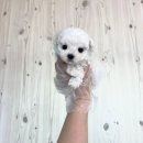 서울강아지무료분양 애견샵방문솔직후기입니다