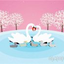 스완코코 이미지
