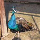 안성목장 2농장 이미지