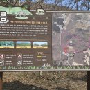 민오름 | 봄이 온 제주 오름 | 민오름·큰지그리오름 트레킹, 들꽃이 반겨준 하루