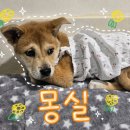 몽실몽실 Daum카페