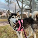 올리스 펫 호텔 이미지