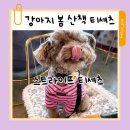 봄강아지 | 강아지 봄 산책 티셔츠 펫츠랜드 돌체 하이넥 스트라이프 내돈내산 후기