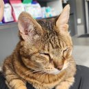 유성튼튼동물병원 이미지