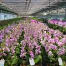 수반농장 이미지