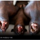 중국, H3N8 조류독감으로 인한 첫 인간 사망 보고: WHO 이미지