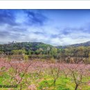 복사꽃피는마을 이미지