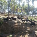 도니 친환경 목장 이미지