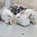 털뭉치즈 이미지