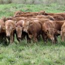 초지한우 이미지