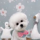 호빵펫살롱 이미지