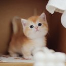 강남고양이분양 나비캣 | 🐾수원 고양이 분양 나비캣 후기 – 상담부터 입양까지 전 과정 리뷰🐾 (안산,용인,수원역,세류역,시흥...