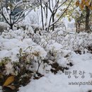 함박눈