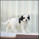 유어펫 라운지 강아지분양 이미지