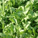 고대1097 이미지