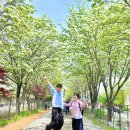 [전북 전주] 이팝나무 철길 방문 후기 🌱 + 축제 먹거리 부스