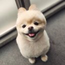 퍼피즌동물병원 이미지