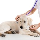 더나은동물병원 이미지