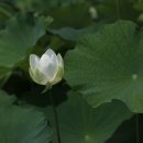 연꽃이야기 이미지