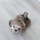 귀여운 시츄 아기 강아지들 rehoming 합니다. 이미지