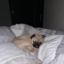 올인다방 이미지