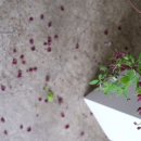 감물농장 이미지