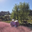 버들농원 | [강릉] 뒷뜨루 :: 아이와 함께 강릉 핑크뮬리 &amp; 동물 먹이주기 체험 관광농원