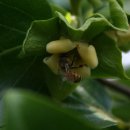 감꽃향기 이미지