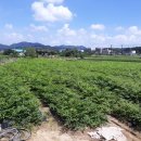 산울림 농장 이미지