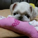 나의 반려견 이미지