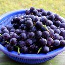 소리개농장 이미지