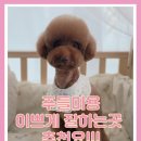 개성있냥 이미지