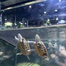 아쿠아랩 잠실 롯데월드점 | 잠실 국내 최대 규모 아쿠아가든카페 롯데월드몰 데이트·아기랑 가기 좋은 곳 내돈내산 후기