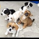 동희농장 이미지