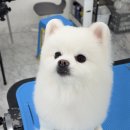큐브애견미용학원