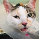 쿨펫동물병원(이마트군산점) 이미지