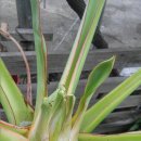 몽키바나나 이미지