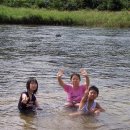 소야 솔밭 이미지