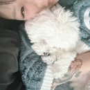 멍뭉이 쌀롱 이미지