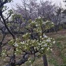 해인상사 | 배꽃 관련 한시 3수(유희 고규원, 소식 동란이화, 백거이 강안이화)