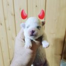 그루머웅 이미지