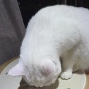 미호키친 | 고양이 원목 캣타워 내핑하우스캣폴 사용 후기