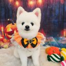 똥개언니 이미지