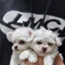 멍사무소 이미지