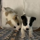 인월동물병원 이미지