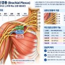 10분 만에 달라지는 인체 해부학 근육과 신경으로 이해하는 우리 몸 이미지